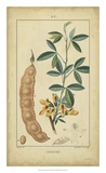 Buy Vintage Turpin Botanical VIII at AllPosters.com