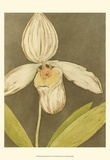 Orchid and Earth III