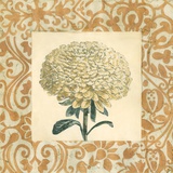Chrysanthemum Study I