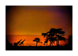 Buy African Moonglow at AllPosters.com