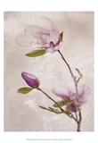 Buy Tulip Blush I at AllPosters.com