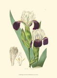 Buy Elegant Iris IV at AllPosters.com