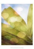 Tropical Daydream II