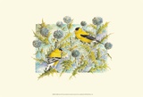 Goldfinches