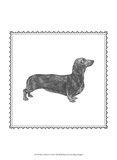 Best in Show X