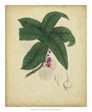 Buy Engelmann Botanical V at AllPosters.com