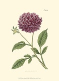 Buy Mauve Beauty II at AllPosters.com