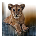Buy Cub at AllPosters.com