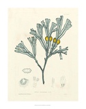 Buy Luminous Seaweed II at AllPosters.com
