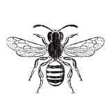 Bee Art Print