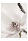 Buy Magnolia Blush II at AllPosters.com