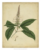 Buy Engelmann Botanical II at AllPosters.com