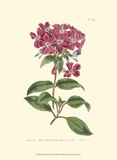 Buy Mauve Beauty III at AllPosters.com