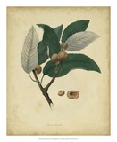 Buy Engelmann Botanical VIII at AllPosters.com