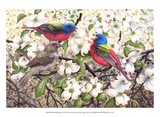 Painted Bunting