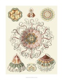 Buy Sophisticated Sealife II at AllPosters.com