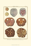 Buy Sand Dollars II at AllPosters.com