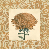 Chrysanthemum Study III