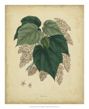 Buy Engelmann Botanical VII at AllPosters.com