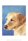 Dog Portrait, Yellow Lab