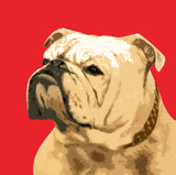 The British Bulldog, Red