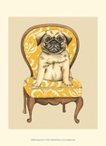Pampered Pet I