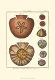 Sand Dollars IV