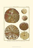 Sand Dollars III