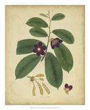 Buy Engelmann Botanical IV at AllPosters.com