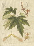 Buy Antique White Maple at AllPosters.com