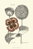 Tinted Floral II