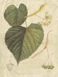 Buy Antique American Linden at AllPosters.com