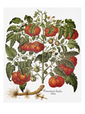 Buy Tomato, 1613 at AllPosters.com