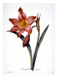Buy Amaryllis at AllPosters.com