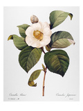 Buy White Camellia at AllPosters.com
