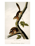 Buy Squirrel at AllPosters.com