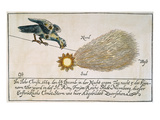Buy Comet, 1664 at AllPosters.com