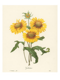 Buy Galardia at AllPosters.com