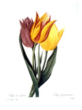 Buy Tulip (Tulipa Gesneriana) at AllPosters.com