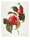 Buy Camellia, 1833 at AllPosters.com