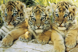 Tiger Cubs