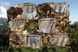 Dinosaur Facts - Natural History Museum