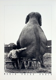 My Pal the Elephant