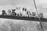 Dogs on Girder