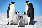 Penguins-Family
