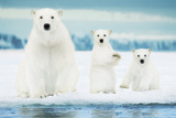 Polar Bears-Family