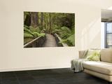 Buy Footpath Through Forest To Newdegate Cave, Hastings Caves State Reserve, Tasmania, Australia at AllPosters.com
