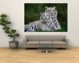 White Phase of the Bengal Tiger