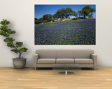 Bluebonnets, Hill Country, Texas, USA