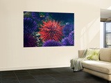 Tide Pool With Sea Urchins, Olympic Peninsula, Washington, USA